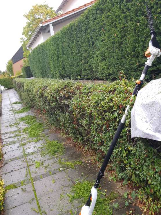 Schnitt einer Hecke mit elektrischen Maschinen