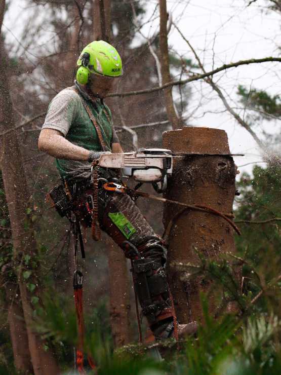 Mitarbeiter der an einem Klettergurt einen Baum kürzt