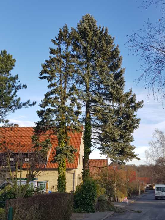 Baumpflege